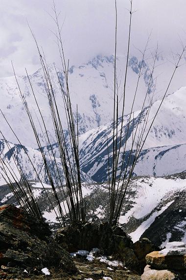 03. Reeds on Tibetan hillside.JPG
