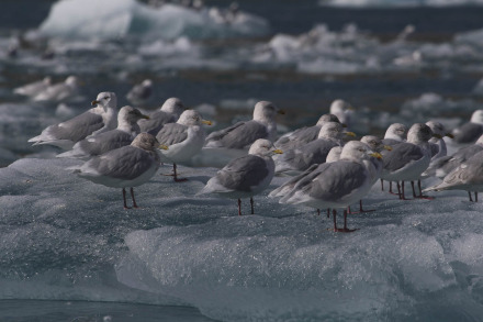 31 iceland gulls-26.jpg