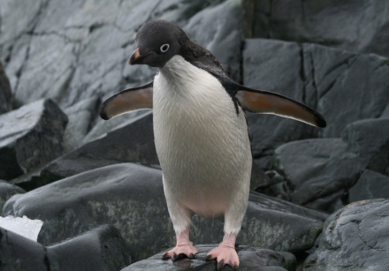 adelie penguin 5.jpg
