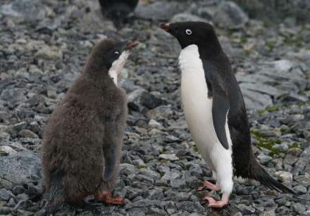adelie penguin with chick 4.jpg