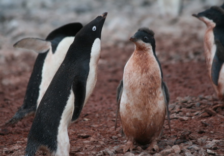 adelie penguin with chick.jpg