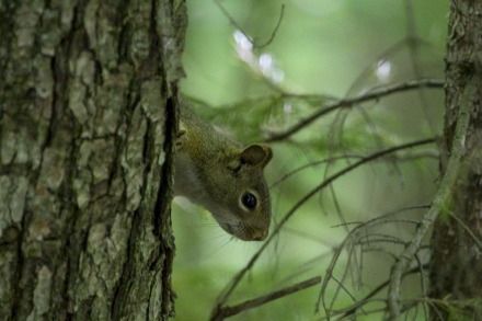 american red squirrel.jpg