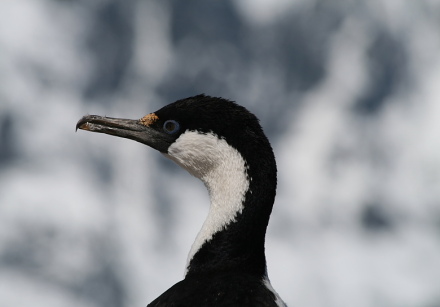 antarctic cormorant 4.jpg