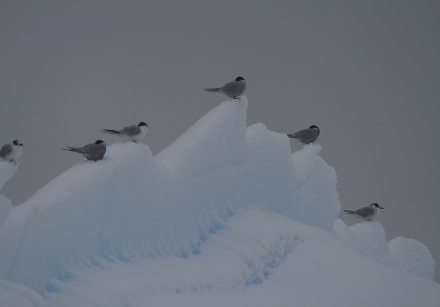 antarctic terns 2.jpg