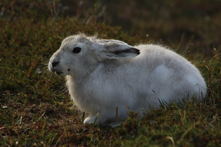 arctic hare 2 of 5.jpg