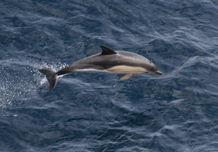 b. common dolphin 3.jpg
