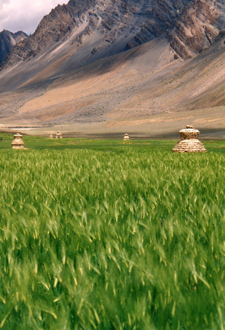 barley field with chortens.jpg