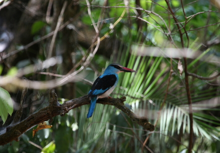 blue-breasted kingfisher 1.jpg