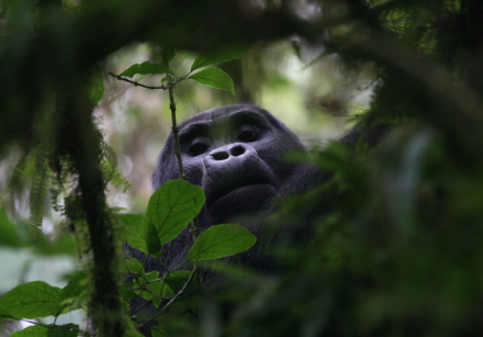 buhoma gorilla 7.jpg
