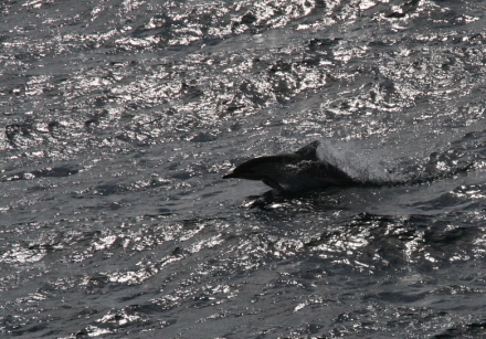 c. common dolphin.jpg