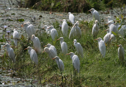 cattle egrets 3.jpg