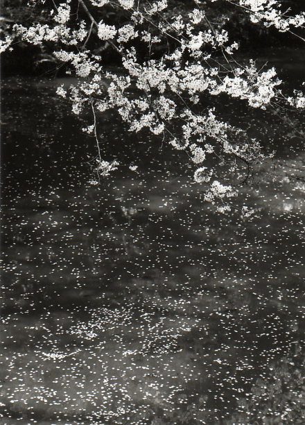 cherry blossom above pond.jpg