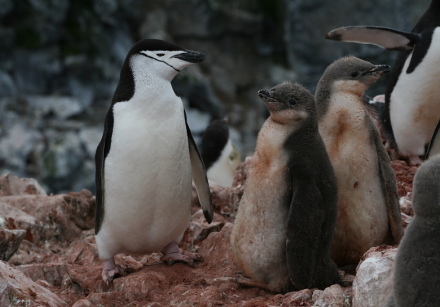 chinstrap penguin with chicks.jpg