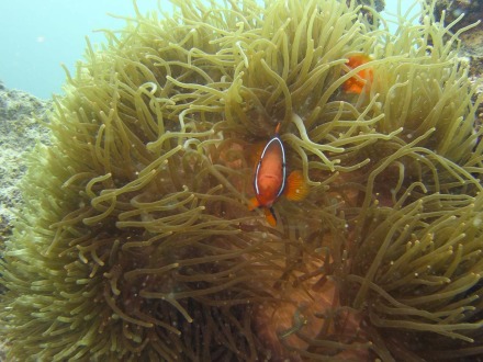 clarke's anemonefish-2.jpg