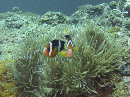 clarke's anemonefish-3.jpg