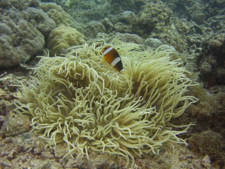 clarke's anemonefish-4.jpg