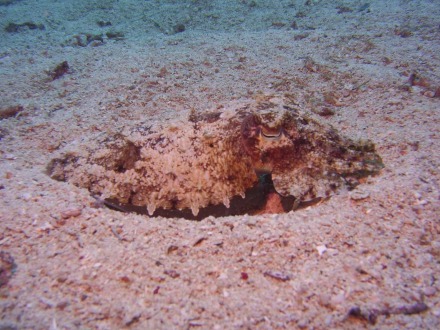 cuttlefish-2.jpg