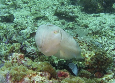 cuttlefish-9.jpg