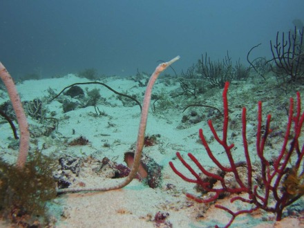 double-ended pipefish.jpg