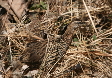 double-spurred francolin.jpg
