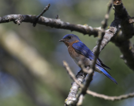 eastern bluebird.jpg