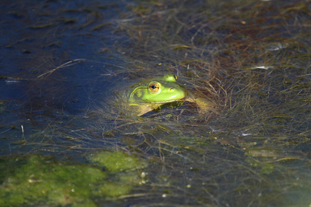 frog 1 of 1.jpg