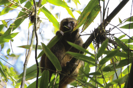 golden bamboo lemur 1 of 2.jpg
