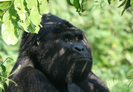 gorilla 18.jpg
