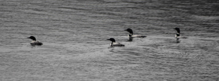 great northern divers 2 of 2.jpg