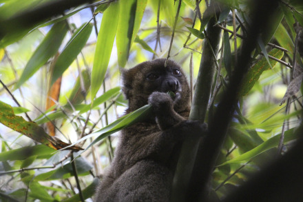 greater bamboo lemur 11 of 12.jpg