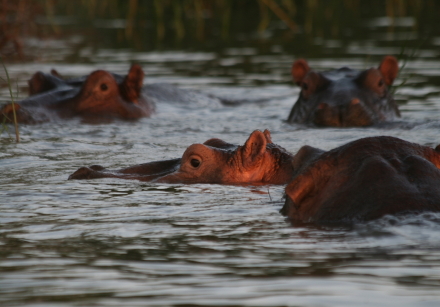 hippos 3.jpg