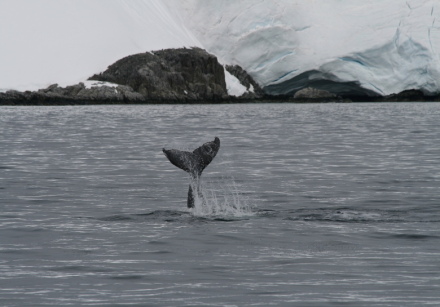humpback whale 1.jpg