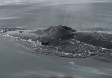 humpback whale 11.jpg