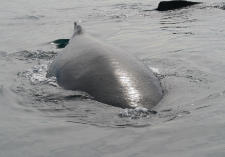 humpback whale 16.jpg