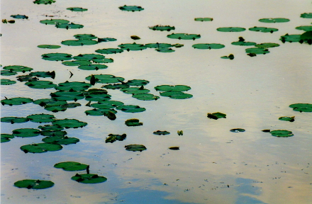lily pond.jpg
