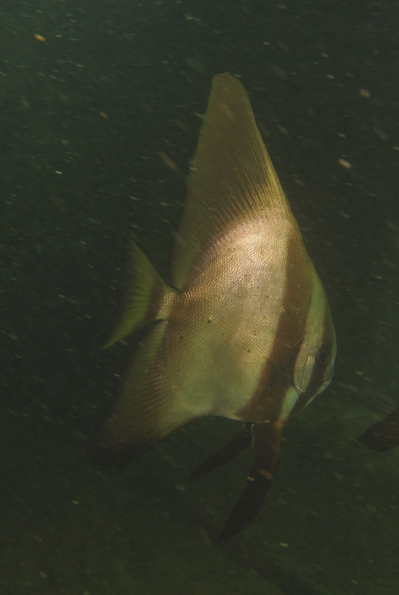 longfin spadefish-3.jpg