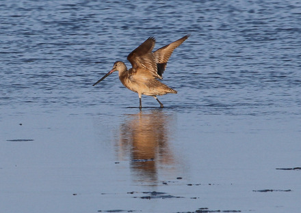 marbled godwits 7 of 8.jpg