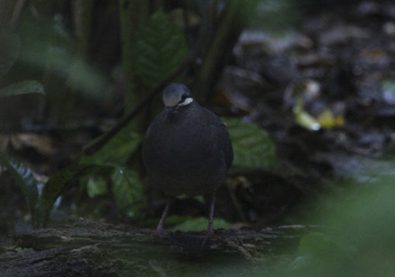 olive-backed quail-dove 1.jpg
