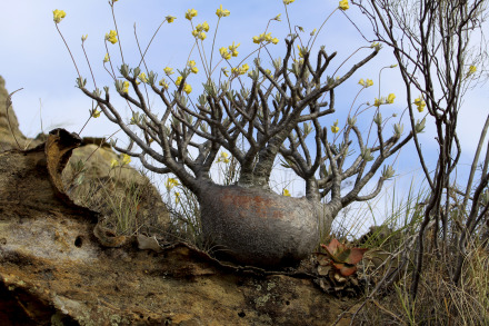 pachypodium rosulatum.jpg