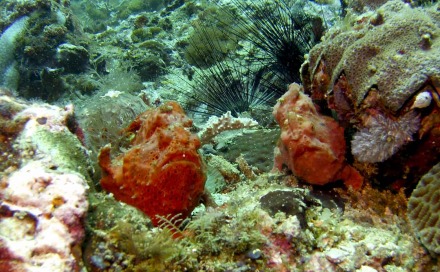 painted frogfish.jpg