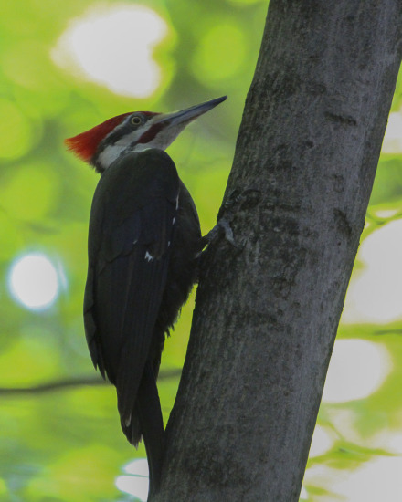 pileated woodpecker-10.jpg