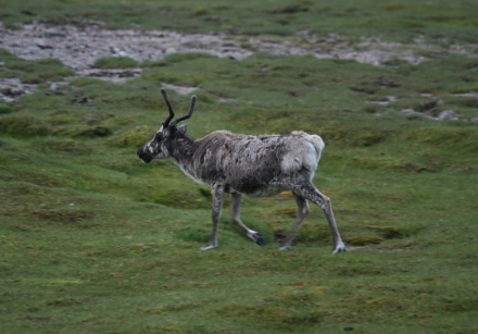 reindeer 1.jpg