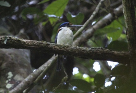 rufous-lored kingfisher.jpg