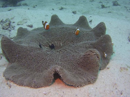 saddleback anemonefish.jpg