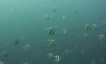 schooling bannerfish and redtooth triggerfish.jpg