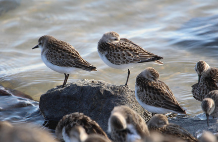 semipalmated sandpipers 8 of 19.jpg