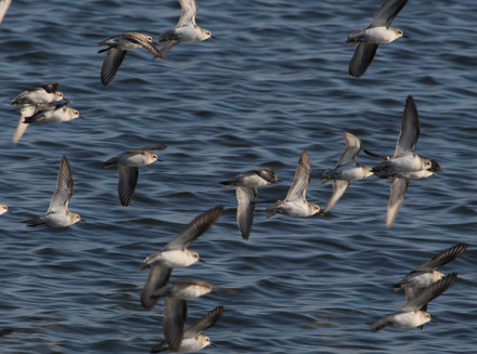 semipalmated sandpipers in flight 7 of 9.jpg