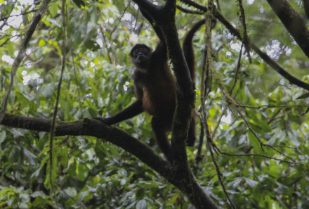 spider monkey at la selva 2.jpg