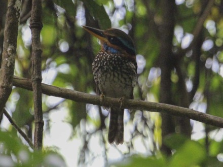 spotted wood-kingfisher-7.jpg