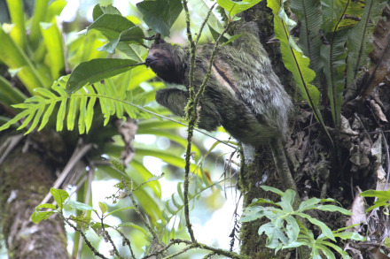 three-toed sloth 7.jpg